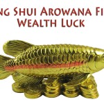 FengShui Arowana Fish for Wealth Luck - AlternateHealing.net