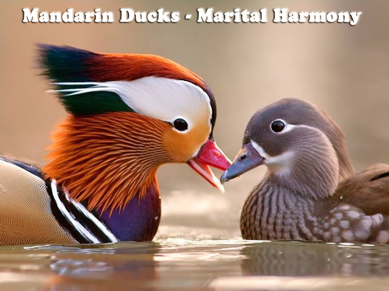 FengShui Mandarin Ducks for Marital Harmony