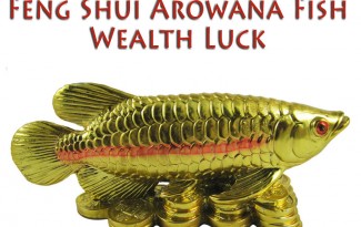 FengShui Arowana Fish for Wealth Luck - AlternateHealing.net