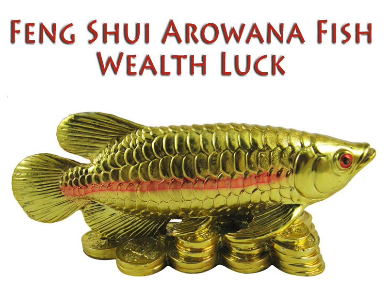 Feng Shui Arowana Fish for Wealth Luck